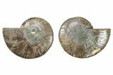 Cut & Polished, Crystal-Filled Ammonite Fossil - Madagascar #282646-1
